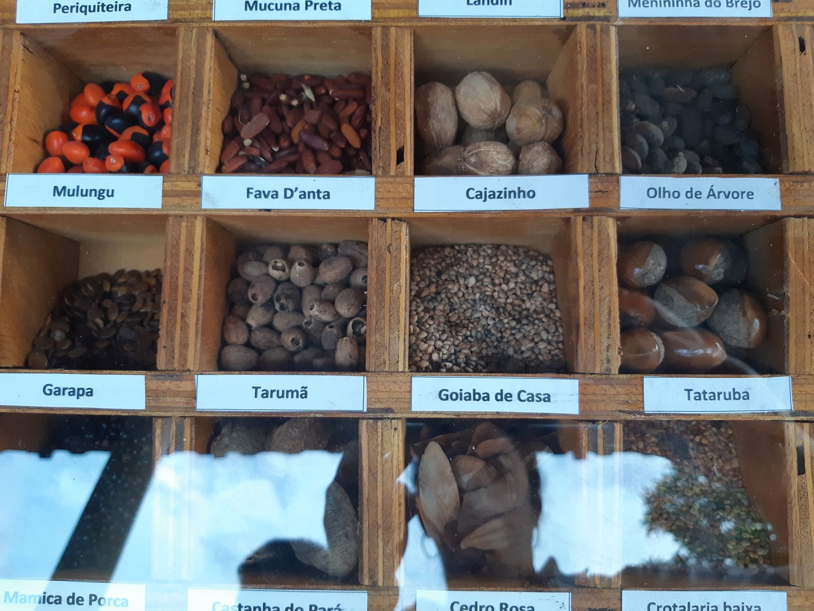 Benefícios da restauração com sementes em seminário internacional